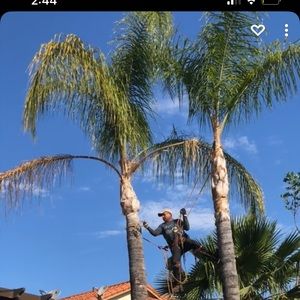 Tree trimming